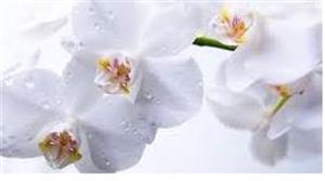 Photo 777666