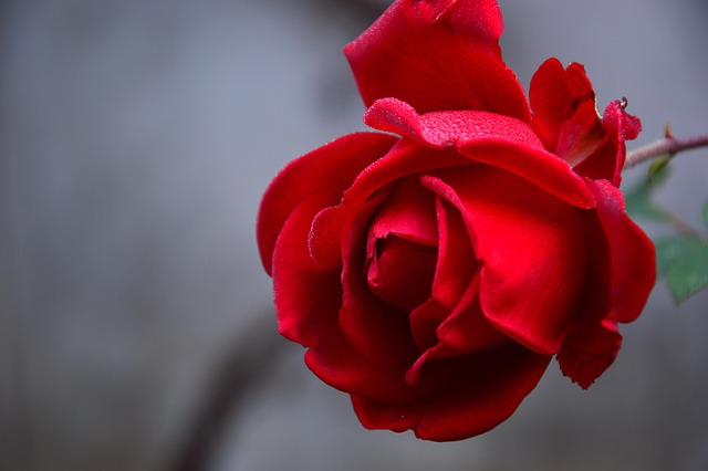 Photo 967775
